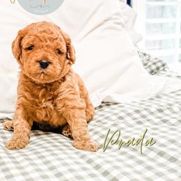 Prada - Apricot female Goldendoodle puppy in Jacksonville, Florida from First Coast Goldendoodles