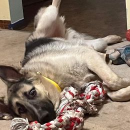 German Shepherd All Grown Up from Freiheit Von Himmel  Shepherds