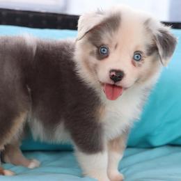 Dilute BMM3 - Prissy x Sloan - Blue merle male Miniature Australian Shepherd puppy in Goliad, Texas from Sassy Lil Aussies and Diamond W Poodles