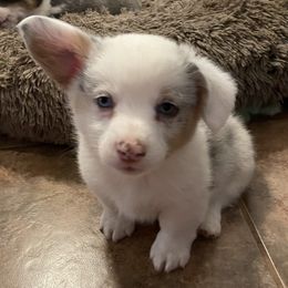 American Corgi and Pembroke Welsh Corgi Puppies from Caddeaux Corgis