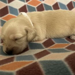 Dachshund Puppies from KT Canines, LLC