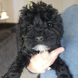 Bronx - Black and white male Cockapoo puppy in Galena, Illinois from Perry's doodles