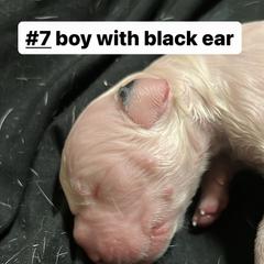 Boy 4 - White Dogo Argentino puppy in California from First-Class Lineage