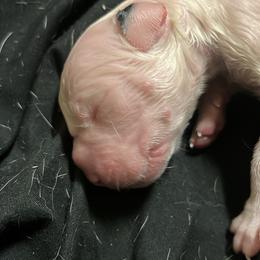 Boy 4 - White Dogo Argentino puppy in California from First-Class Lineage