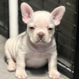 French Bulldogs from Blackoutbulldogs