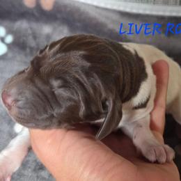 Boy 7 - Liver roan male German Shorthaired Pointer puppy in China Township, Michigan from Snell's Superior Kennel Dobermann & GSP