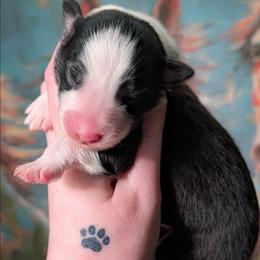 Cady - Black tri-color female Australian Shepherd puppy in Georgetown, Texas from River Reign Australian Shepherds