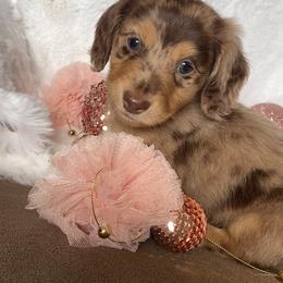 Dachshund and Miniature Schnauzer Puppies from The Bossy Doxie Farm