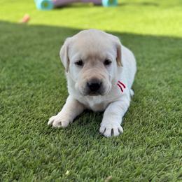 Red collar - Yellow male Labrador Retriever puppy in Buckeye, Arizona from Wranglin Farms