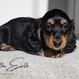 Lainey - ON HOLD - Black and tan female Dachshund puppy in Zebulon, North Carolina from Salt of the Earth Dachshunds