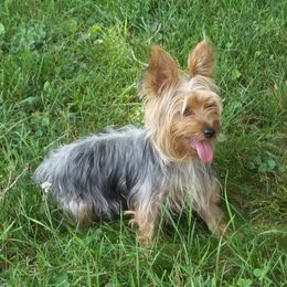 Sadie - Yorkshire Terrier