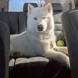 Smokey - Siberian Husky