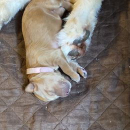Goldendoodle and Yorkshire Terrier Puppies from Pups of the Lowcountry
