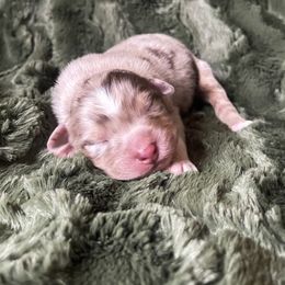 Australian Shepherd Puppies from Burdock Hill Australian Shepards