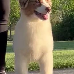 Rusty - Red merle male Australian Shepherd puppy in Sedalia, Missouri from Affinity Aussies