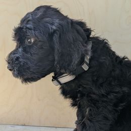 Saguaro - Black and white male Portuguese Water Dog puppy in Jacksonville, Florida from Filo House