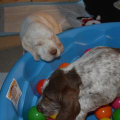 Spinone Italiano Puppies from Stella Del Nord Spinoni Italiani