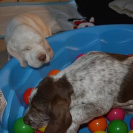 Spinone Italiano Puppies from Stella Del Nord Spinoni Italiani