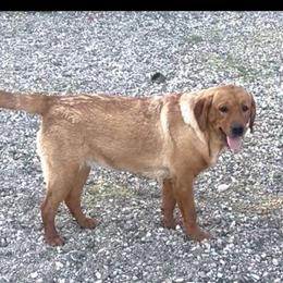 Rhonda - Labrador Retriever