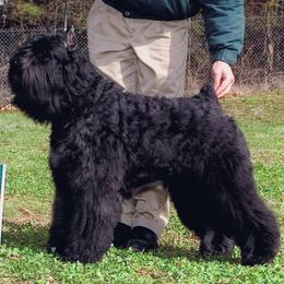 Bouvier des Flandres from Deewal Bouviers, reg.