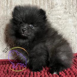 AKC CHA-CHA - Black male Pomeranian puppy in Watkins Glen, New York from Wicked Spirits Pomeranians