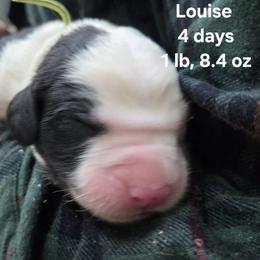 Girl 3 - female Old English Sheepdog puppy in Sutherlin, Oregon from Sapphire Eyes Sheepdogs