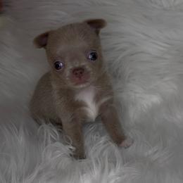 Aspen - 4,820 - Silver male Chihuahua puppy in Houston, Texas from The Chihuahua Haus