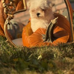 Dyna - White female Maltese puppy in Ephrata, Washington from Kallos kennels