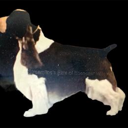 English Springer Spaniel All Grown Up from Ebenezer Valley ESS