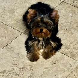 Yorkshire Terrier Puppies from TX Yorkies