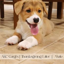 Cranberry - Red male Pembroke Welsh Corgi puppy in Pine Village, Indiana from NL Horsemanship