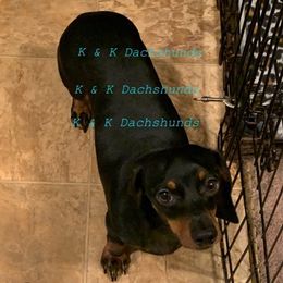 Dachshunds from K & K Dachshunds