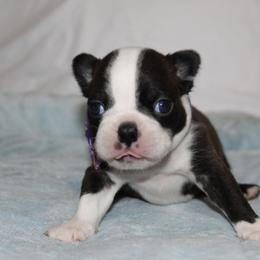 Zara - Brindle and white female Boston Terrier puppy in Brooksville, Florida from I Love Pups