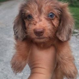 Dachshunds from Ehler & Paws