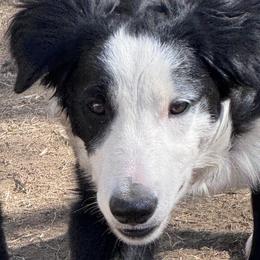 Border Collies from Henam Border Collies
