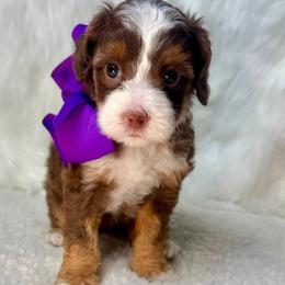 Cinnamon - Tri-color female Australian Labradoodle puppy in Helena, Montana from Labradoodles of Montana