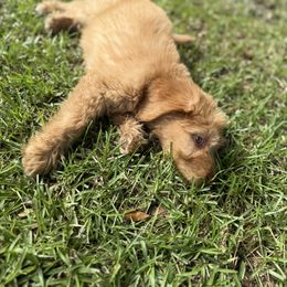 Biscuit - Red  male Goldendoodle puppy in Richlands, North Carolina from Poodlesndoodles