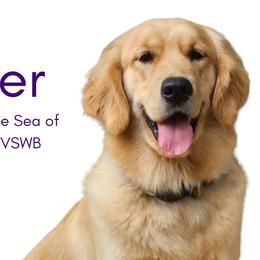 Flounder - Golden Retriever