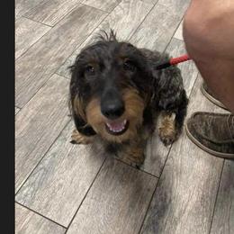 Bama - Dachshund