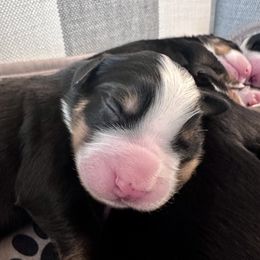 Bernese Mountain Dog Puppies from Red Bridge Berners