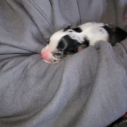 Australian Shepherd Puppies from Willow Tree Australian Shepherds