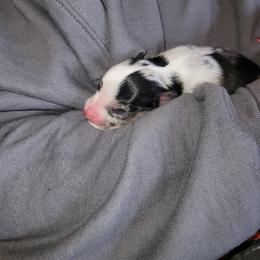 Australian Shepherd Puppies from Willow Tree Australian Shepherds