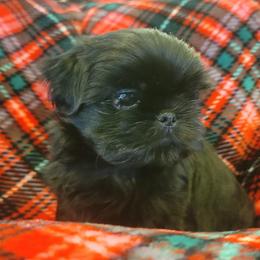 Shih Tzu Puppies from AKC Shih Tzu Champion Line Puppies