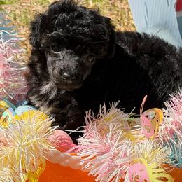 Spot - Black male Poodle puppy in Florence County, South Carolina from Modern Family Standards