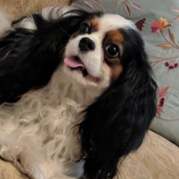 Shopie - Cavalier King Charles Spaniel