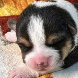 American Corgis from Corgis of Tricities