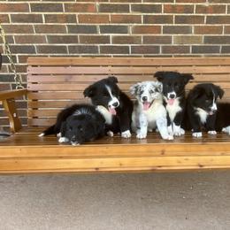 Border Collie Puppies from SoCal/Promise Land Border Collies