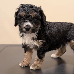 Romeo - Black and tan male Cavapoo puppy in Coshocton, Ohio from Forever Family Puppies