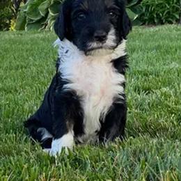 Bernedoodle Puppies from Sunset Family Farm