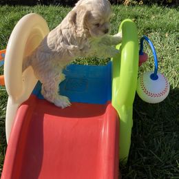 Cocker Spaniel Puppies from Doc's Cockers